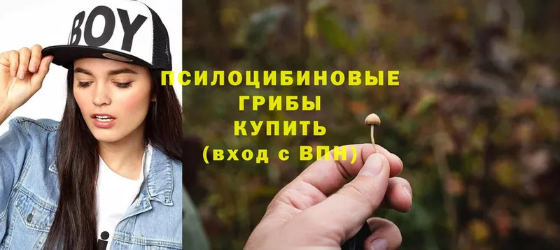 Галлюциногенные грибы Psilocybine cubensis  Аксай 